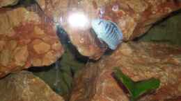 Foto mit Der ??beltäter!! Labidochromis chisumulae Mann
