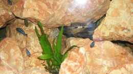 Foto mit Otopharynx lithobates, Labidochromis chisumulae , Aulocara stuartgranti