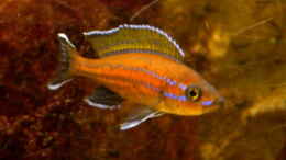Foto mit  Paracyprichromis nigripinnis Chituta male