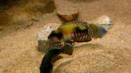 Foto mit Lamprologus Speciosus female beim drohen