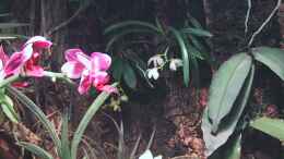 Foto mit Orchideen, Bromelien, Tillandsien und Co.