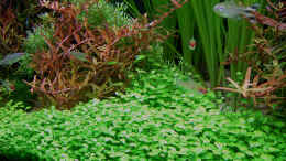 aquarium-von-plankton-pflanzenbecken_Glosso-Wiese