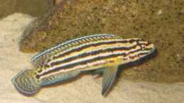 Foto mit Julidochromis regani