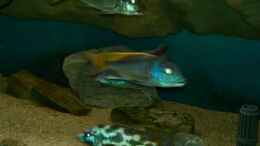 Foto mit Buccochromis nototaenia( Bock)