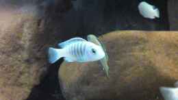 Foto mit Labidochromis chisumulae