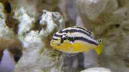 Foto mit Melanochromis auratus