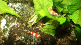 aquarium-von-lukas-szewczyk-red-bee-garnelen_Java Farn ( Microsorum pteropus)