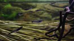 Foto mit Die afrikanischen Schwalbenschwanz Glaswelse !