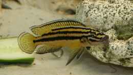 Foto mit Julidochromis auratus Weibchen