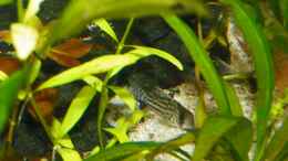 Foto mit Panzerwels (Corydoras schwartzi )