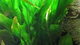 aquarium-von-jogi-amazonas---corner_Im Mittelbereich: Echinodorus Cordifolius ausgezogen. Im Hin