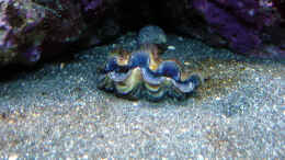 aquarium-von-the-lizardking-a-piece-of-reef-obsolete_