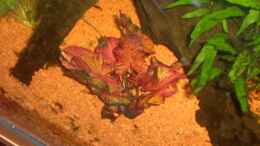 aquarium-von-opodeldok-mein-kleiner-unterwasserdschungel-gibts-nicht-mehr_Roter Tigelotus frisch eingesetzt (14.01.10)
