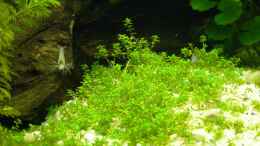 aquarium-von-a--g--kleines-weisses_Hemiathus callitichoides (Cuba)