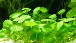 aquarium-von-a--g--kleines-weisses_Hydrocotyle verticillata 