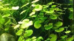 aquarium-von-a--g--kleines-weisses_Nabelblatt (Lysimachia nummularia aurea) vor Javamoos