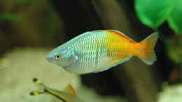 Foto mit Bösemann-Regenbogenfisch