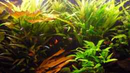 aquarium-von-red--juergen--akwa-rynkar_Roter Tigerlotus