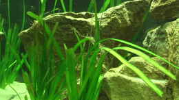 aquarium-von-olli-n--becken-15947_Valisneria spiralis