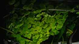 Foto mit Hydrocotyle leucocephala (Brasilianischer Wassernabel)