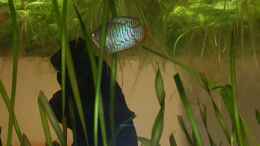 Foto mit Mein Zwergfadenfisch unter seiner Schwimmpflanzendecke : ) (alt)