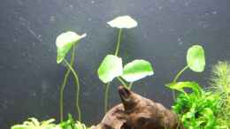 Foto mit Amerikanischer Wassernabel (Hydrocotyle verticillata)