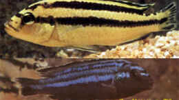 Foto mit Melanochromis parallelus