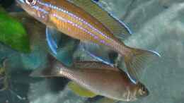 Foto mit Paracyprichromis Bock