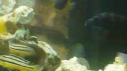 Foto mit Metriaclima estherae ???red red???  links oben Melanochromis auratus