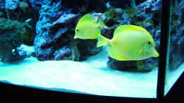 Foto mit Pärchen Zebrasoma flavescens - HawaiiDoctorfisch
