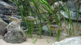 Foto mit Nimbochromis venustus Jungtiere
