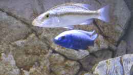 Foto mit Dimidiochromis compressiceps Weibchen + Sc. fryeri Bock