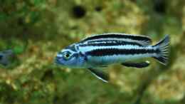 Foto mit Melanochromis Cyaneorhabdos w.
