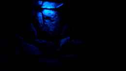 aquarium-von-robert-dietrich-becken-1760_Mondlicht bei Nacht, ohne weitere Lichtquelle