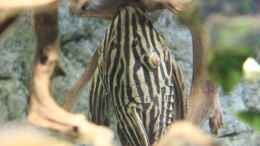 Foto mit panaque nigrolineatus