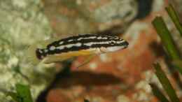 Foto mit Julidochromis transcriptus kissi