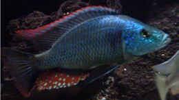 Foto mit Dimidiochromis strigatus
