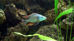 Foto mit Dimidiochromis strigatus