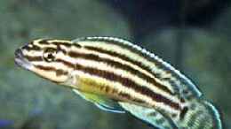 Foto mit Julidochromis regani 