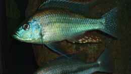 Foto mit oben dimidiochromis strigatus bock