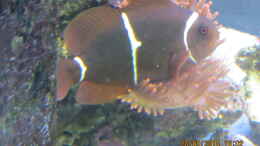 Foto mit Samtanemonenfisch in Kupferanemone