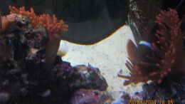 Foto mit Samtanemonenfisch in Kupferanemone