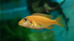Foto mit Aulonocara Firefish Weibchen