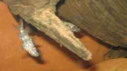 Foto mit 02.02.2011 - Synodontis nigriventris