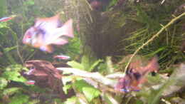 Foto mit Südamerikanischer Schmetterlingsbuntbarsch, Ramirezi