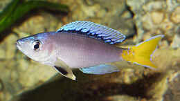 aquarium-von-dirk-lehmann-becken-2_Cyprichromis leptosoma Blue Flash