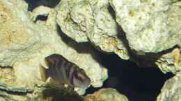 aquarium-von-dirk-lehmann-becken-2_Altolamprologus compressiceps Sumbu Shell