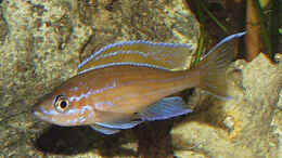 Foto mit Paracyprichromis nigripinnis Blue Neon