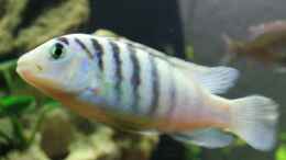 Foto mit Labidochromis chisumulae (m)