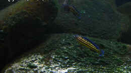 Foto mit julidochromis regani kipili